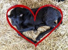 LOVE IS IN THE AIR!
Nasz źr...