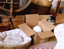 kitty and bunny / gif