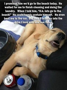 no normalnie kocham psy:D