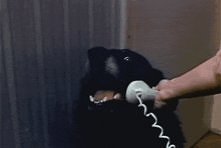 gif hello, yes this is dog. hahah<3