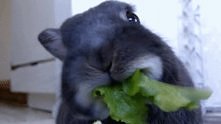 omnomnom gif