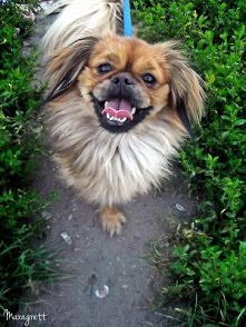 uśmiechnięty piesio :D