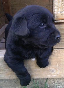 czarnuszek okruszek <3