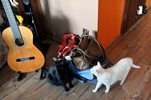 No my rozumiemy, że człowie...