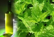 Nalewka na melisie - Melisówka