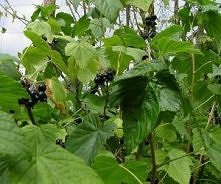 NALEWKA Z LIŚCI CZARNEJ POR...