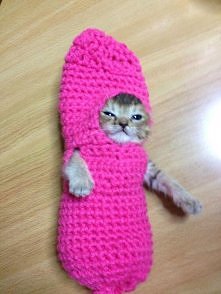 Kotek i jego szydełkowe przebranko