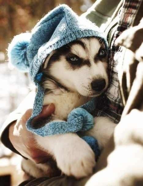 husky ;))