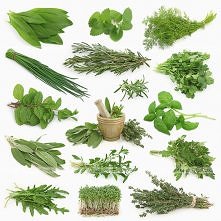 Zioła i ziółka katar