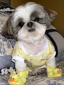 Dog images, dog animations, dog quotes, dog training tips, funny dogs, dog and cat, dog and pet, cute dog and baby