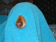 Dog images, dog animations, dog quotes, dog training tips, funny dogs, dog and cat, dog and pet, cute dog and baby