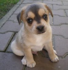 Oddam pieska w dobre ręce :)