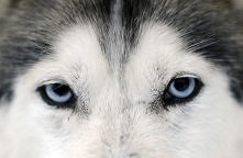 Czy te oczy mogą kłamać :D