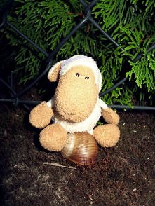 galopując na ślimaku w niez...