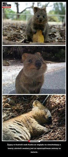 chcialabym takiego. chyba zawsze udaloby mu sie poprawic moj nastroj ;)