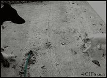 ❤Dog images, dog animations, dog quotes, dog training tips, funny dogs, dog and cat, dog and pet, cute dog and baby ♥