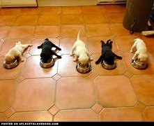 ❤Dog images, dog animations, dog quotes, dog training tips, funny dogs, dog and cat, dog and pet, cute dog and baby ♥