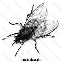 Czarna mucha pomysłem na tatuaż