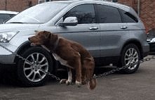 ❤Dog images, dog animations, dog quotes, dog training tips, funny dogs, dog and cat, dog and pet, cute dog and baby ♥