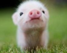 świnka miniaturowa <3