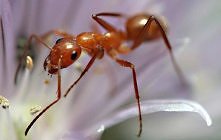 Najprostszym domowym sposob...