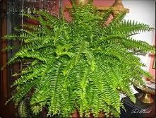 Paprotki będą rosnąć i pięk...