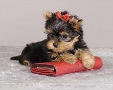 Już w piątek urodzi się moja sunia! ;)