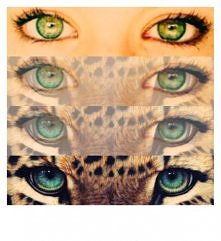 - Bądź jak tygrys!
- Jestem jak tygrys!
- Bądź tygrysem!
- Jestem tygrysem!
- Jesteś tygrysem?!
- Jestem tygrysem!!
- Udowodnij to!
- Meow?
- *facepalm*