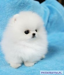 Ludziska wiecie co to za rasa ? ;) proszę o komentarz bo bardzo mi się podoba i widziałam parę takich zdjęć ale nie mam pojęcia co to może być za rasa:(