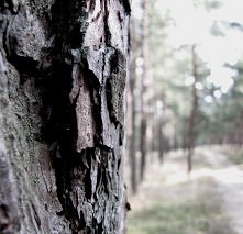 Silent in the trees :)