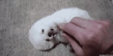 o matuśko! GIF *.*