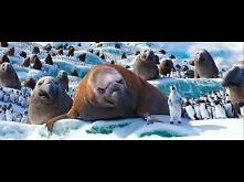 Happy Feet 2 - Under Pressu...