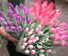 tulipany