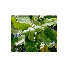 olejek tamanu- to działa