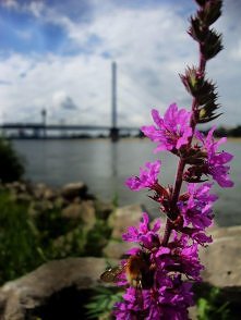 piękny dusseldorf !