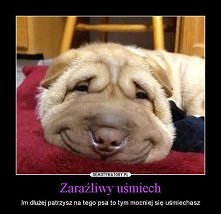 Hahaha :D a kto widzi kota ...