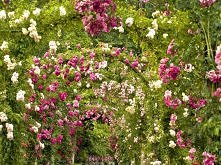 takie róże przy wejściu na ...