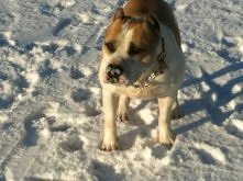 ❤Dog images, dog animations, dog quotes, dog training tips, funny dogs, dog and cat, dog and pet, cute dog and baby ♥