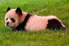 Pies Chow-Chow Panda. ;)