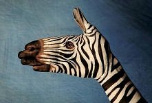 Zebra :D