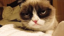 Grumpy cat :3