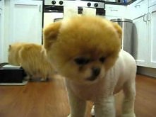 BOO *.*