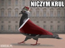 niczym krul