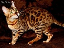 podobaja wam sie koty benga...