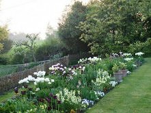 bialo-fioletowa grzadka