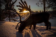 Reindeer