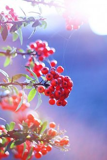 PIĘKNA POLSKA JESIEŃ JUŻ ID...