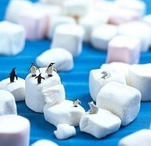 najlepsze zastosowanie cukr...