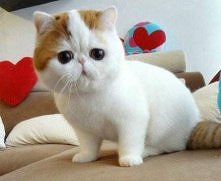 ten wyraz twarzy! haha rozb...