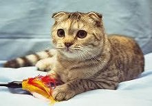 Kot szkocki zwislouchy